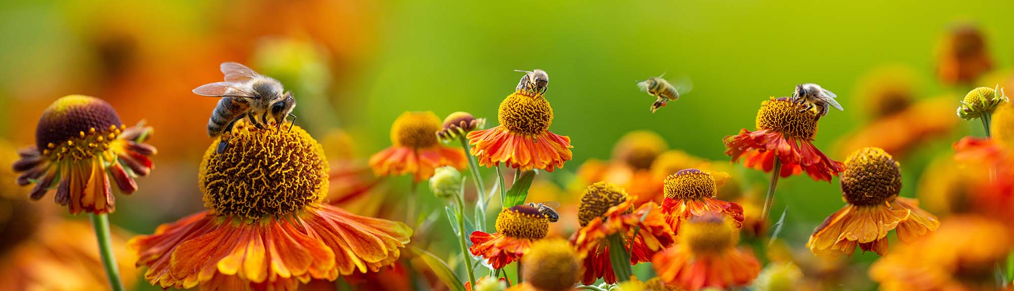 buncombe county_beekepers club